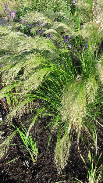 1 Beeches Farm Cottages